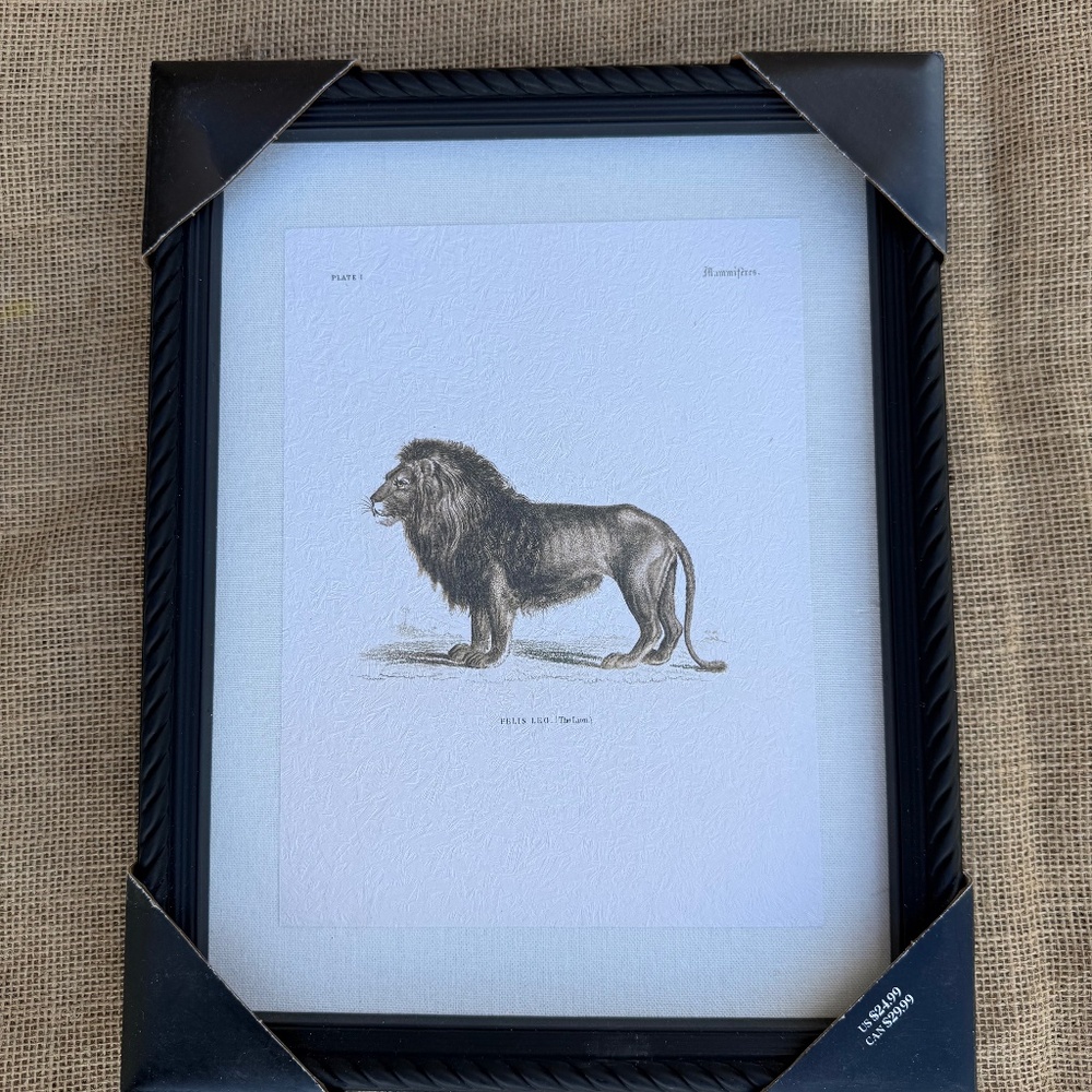Framed Lion Print